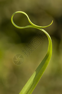 草地太阳刀刃花园曲线宏观植物绿色背景图片