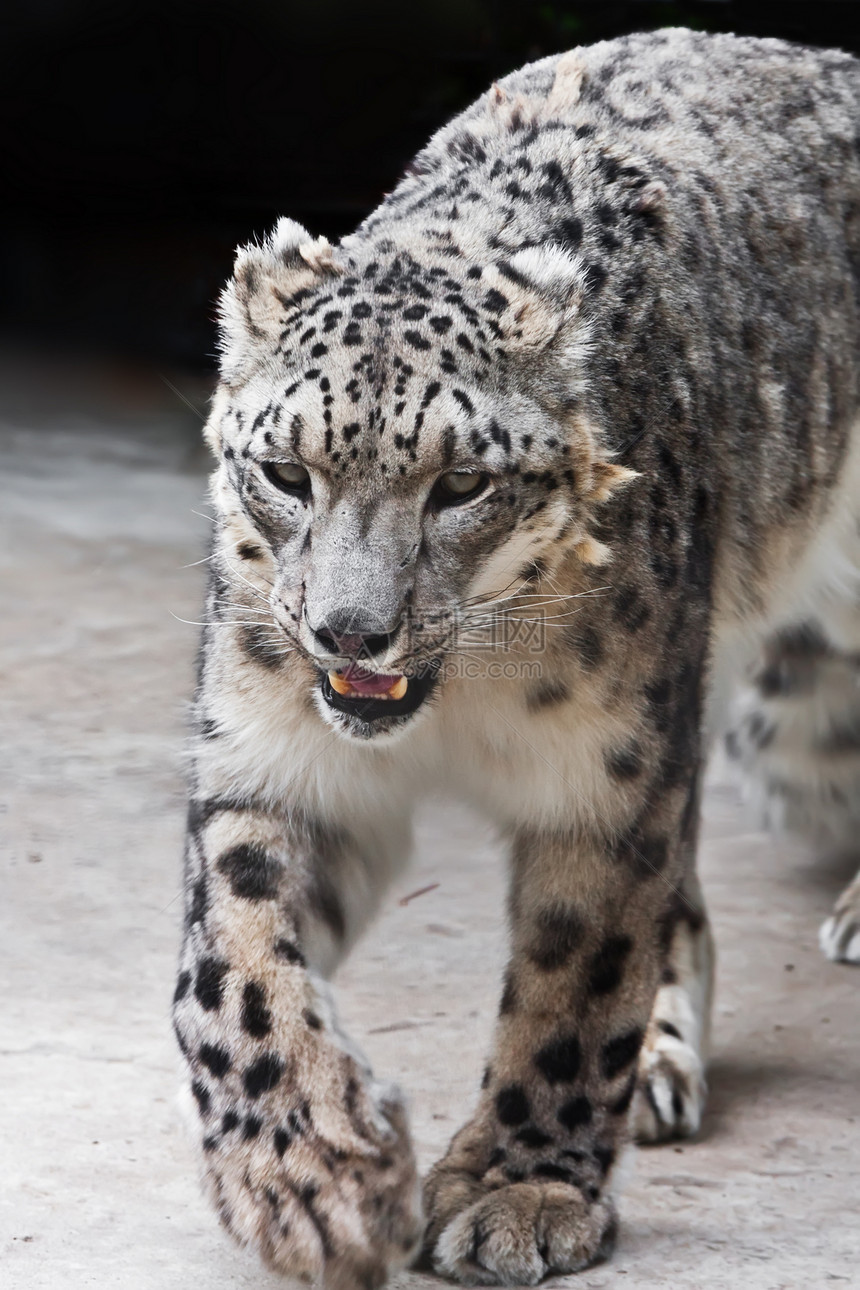 雪豹食肉野生动物豹属捕食者猎人白色猫科斑点动物荒野图片