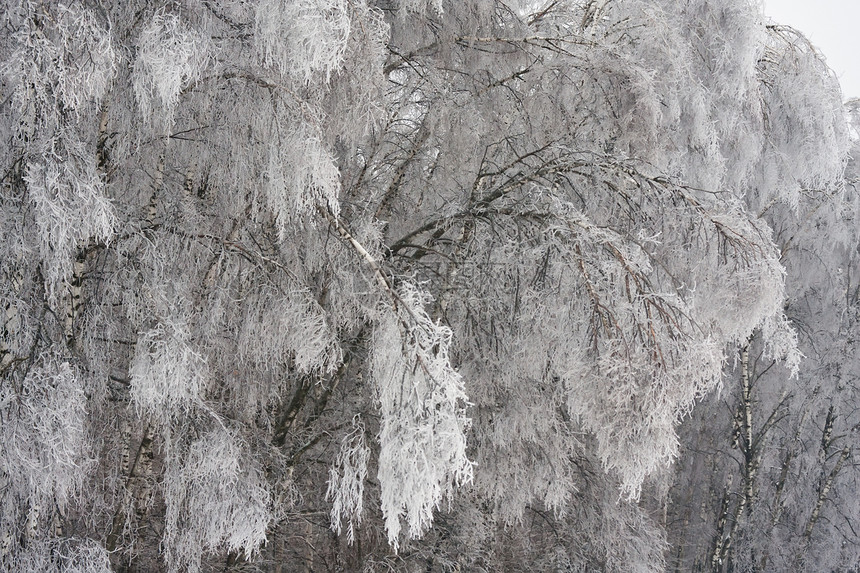 冬季森林树木天空冻结天气场景白色季节木头图片