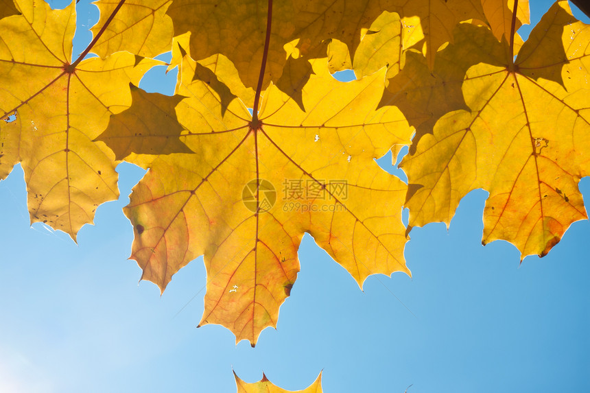 秋季活力黄色森林环境季节性晴天阳光叶子棕色橙子图片