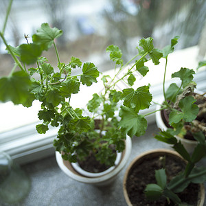 家庭种植植物农产品盆栽植物学美容迷迭香香味白色窗户健康背景图片
