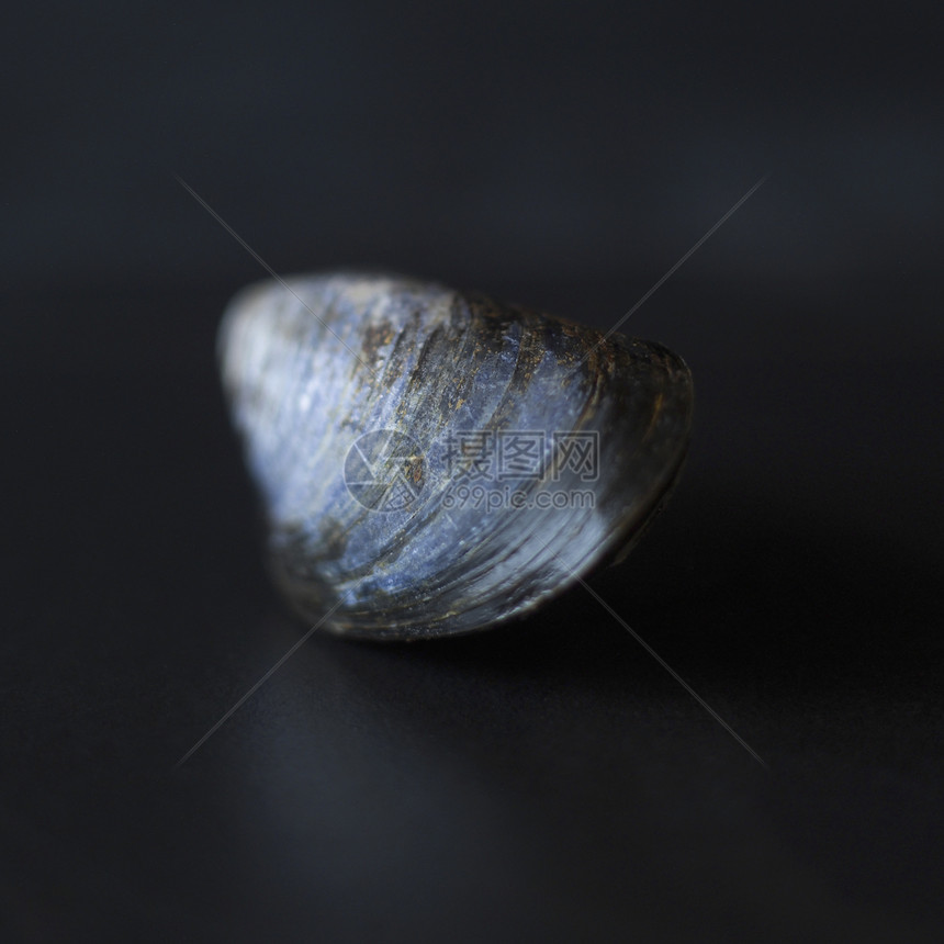 肌肉假期蓝色棕色甲壳石头动物选择性镶边框架焦点图片