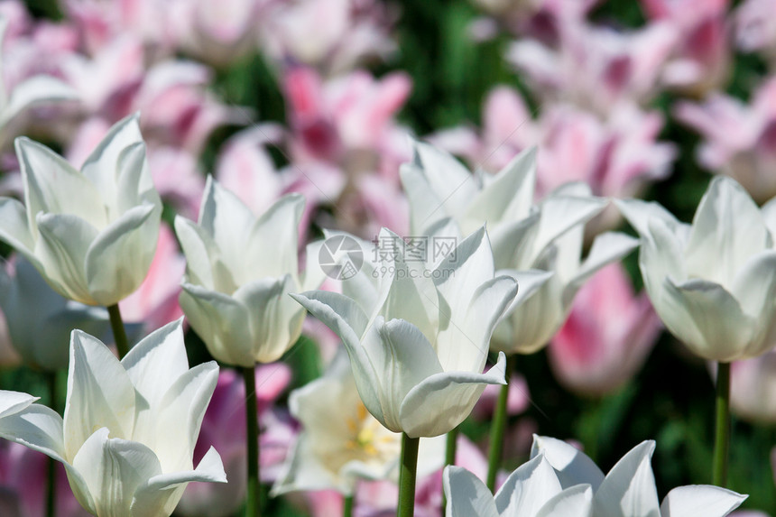 郁金花花场地花园晴天花瓣植物白色叶子紫色粉色太阳图片