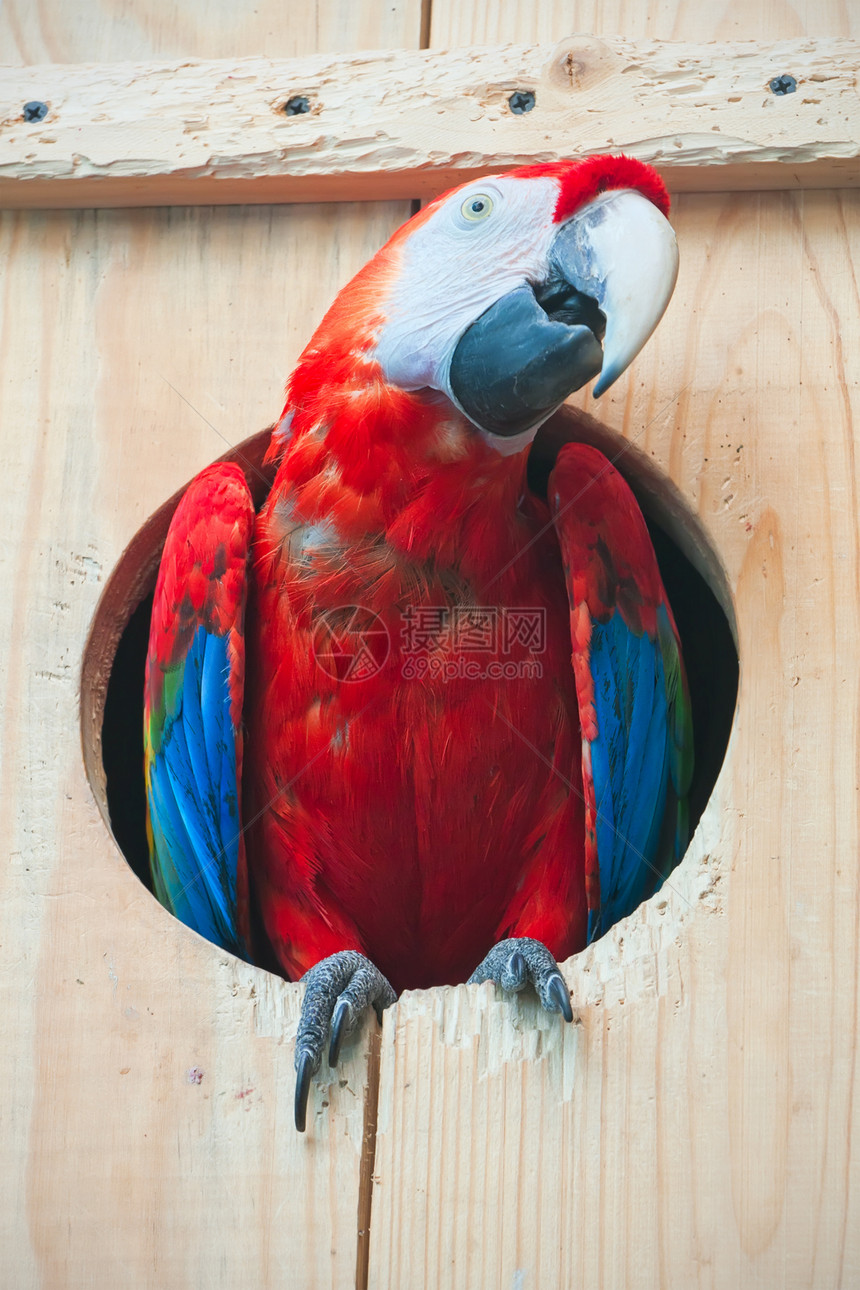 阿拉鹦鹉宠物红色野生动物动物园金刚鹦鹉绿色黄色翅膀丛林异国图片