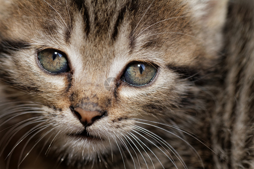 塔比小猫动物捕食者胡须猫科眼睛婴儿虎斑宠物荒野猫咪图片