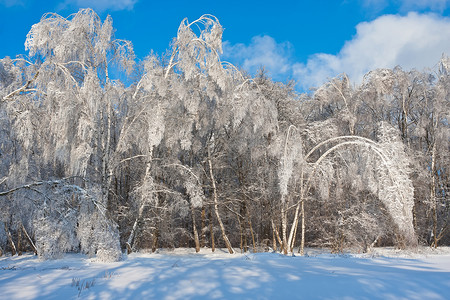 冬季森林阳光天气场景树木季节冻结白色太阳木头天空背景图片