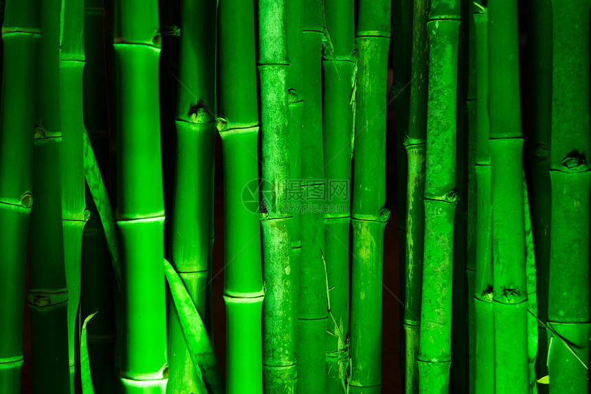 竹木林木头树木情调花园热带照明竹子手杖植物群异国图片