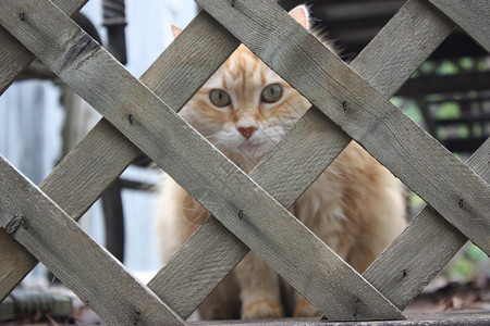 Latticace 猫背景图片