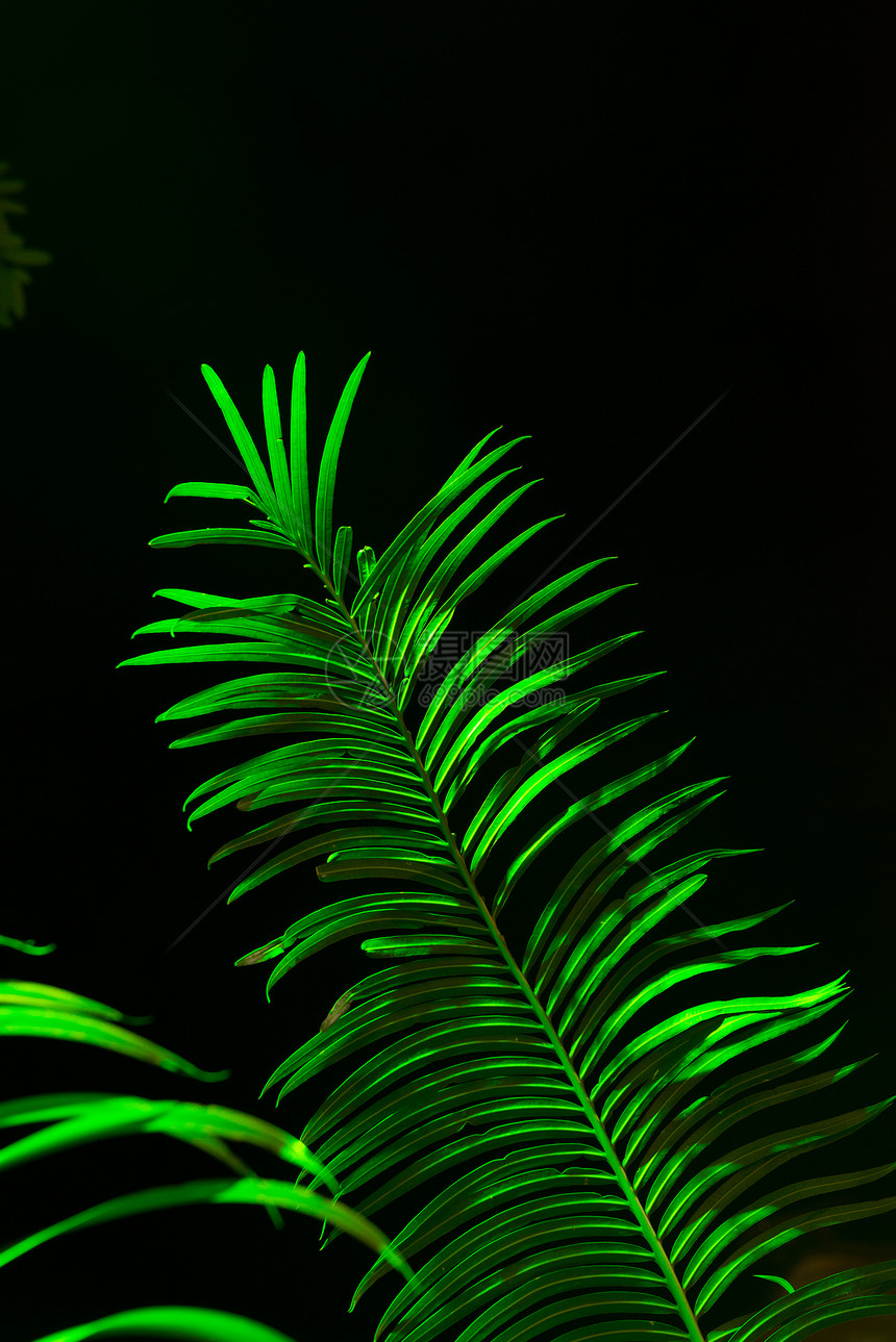 费尔叶叶生长草地蕨类植物绿色树叶森林植物群热带叶子图片