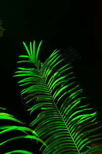 费尔叶叶生长草地蕨类植物绿色树叶森林植物群热带叶子背景图片