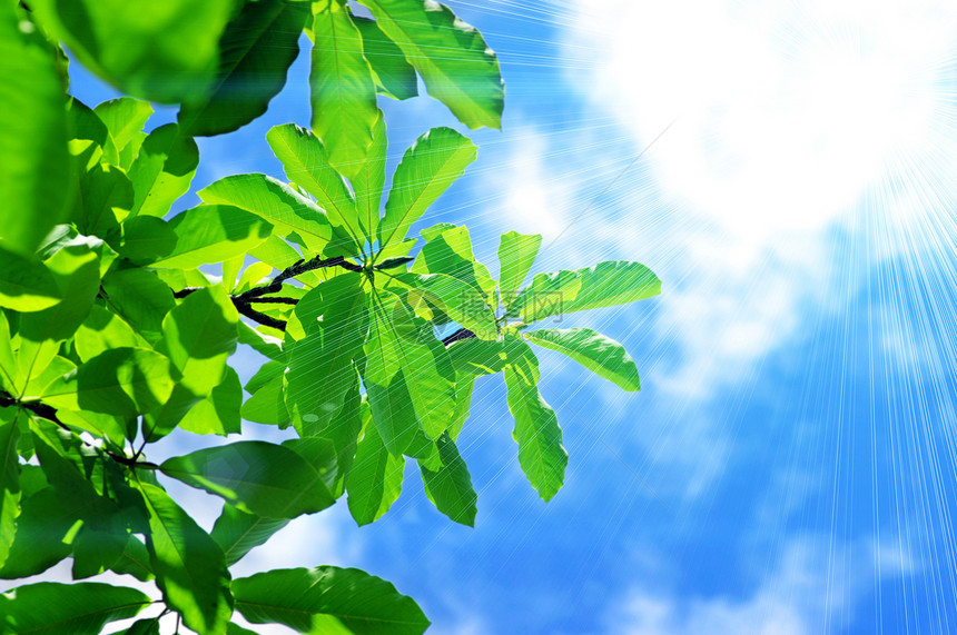 新鲜木兰叶阳光白色植物玉兰木头环境生物质天空生长蓝色图片