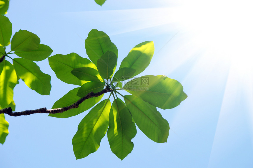 蓝色的天空中闪亮的木兰树叶乡村农业阳光绿色晴天植物叶子木头宏观植物群图片