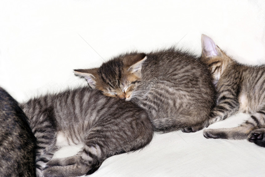 睡觉的猫休息新生投标小狗睡眠哺乳动物小猫天鹅绒小动物瞌睡图片