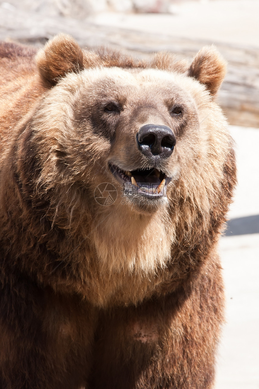 熊捕食者爪子危险动物园牙齿动物男性毛皮力量哺乳动物图片