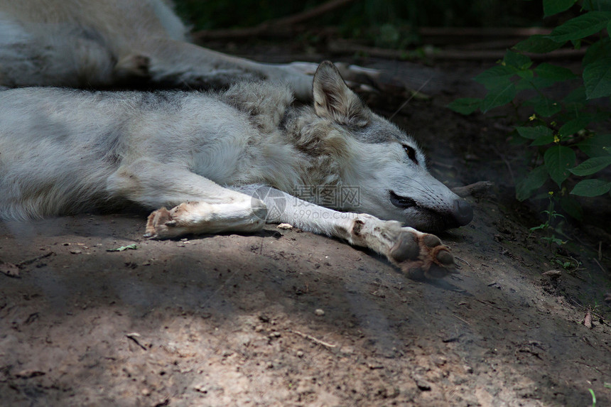 狼捕食者动物狼疮生物食肉犬类大灰狼说谎哺乳动物警报图片