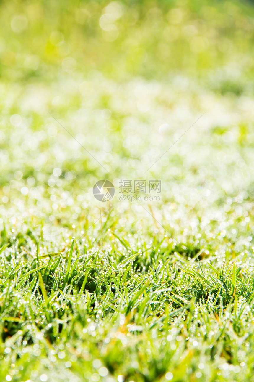 春青绿草的近距离画面季节生长草地季节性环境宏观晴天植物绿色预报图片