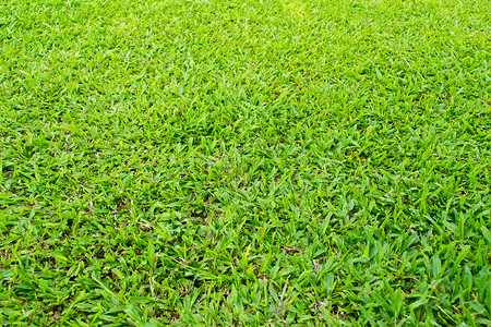 绿草背景质体环境娱乐绿色植物叶子植物植物群活动草地草本植物土地背景图片