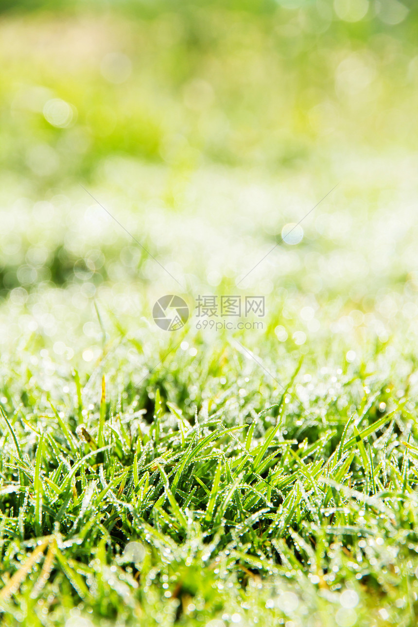 春青绿草宏观下雨环境生长季节预报绿色晴天草地天气图片