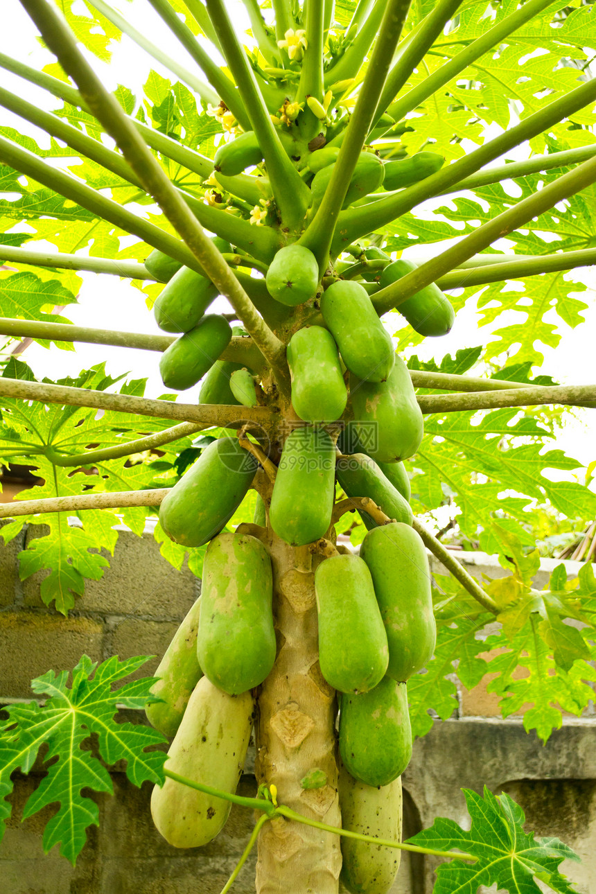 木瓜树上的木瓜热带天空蔬菜树干食物花园假期植物叶子农场图片