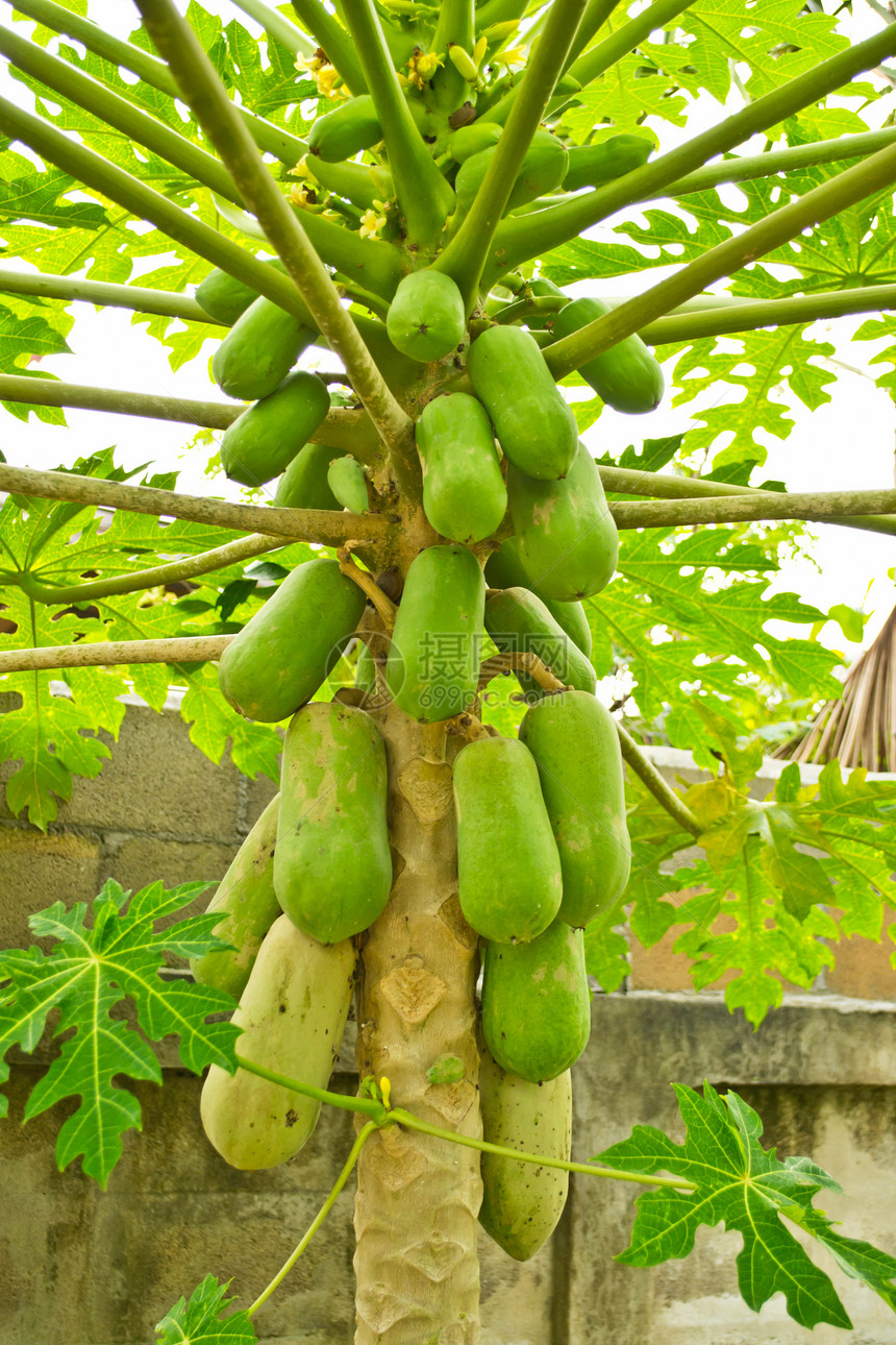 木瓜树上的木瓜果园树干叶子食物热带农业饮食假期花园天空图片