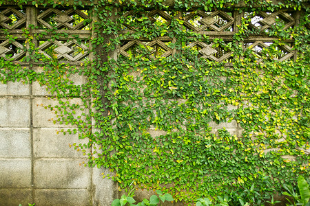 绿色树叶背景墙花园墙纸场地地毯藤蔓叶子栅栏生态植被公园背景图片