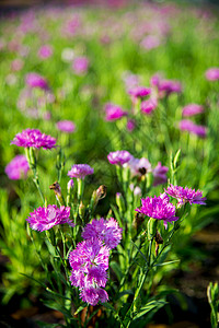 花园里有粉红色的狄安图斯花朵2高清图片