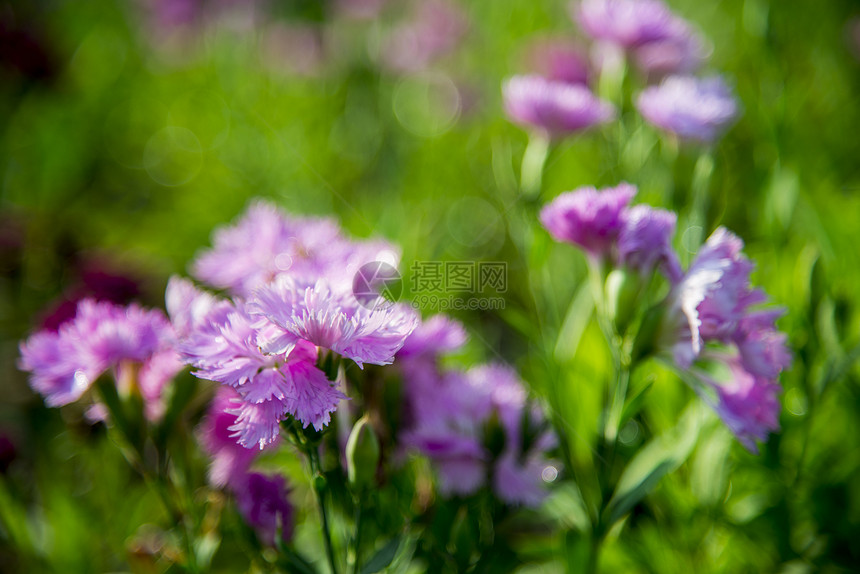 花园里有粉红色的蒂安图斯花朵1图片