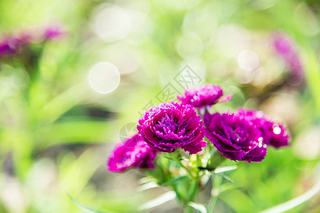 花园里的紫花朵2高清图片