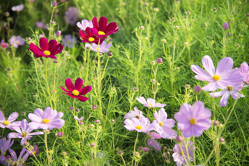 花园里的紫色宇宙花朵11图片