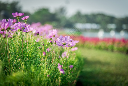 2个花朵素材花园里的紫色宇宙花朵2背景