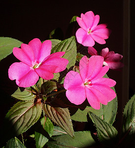 凤仙花新几内亚花植物花朵家庭紫色粉色岛屿植物群植被背景图片