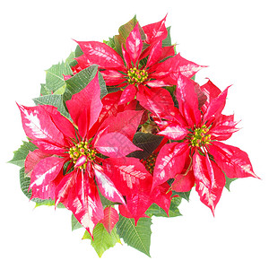 波因斯提亚圣诞星问候晚报星星问候语卡片红色植物白色背景图片