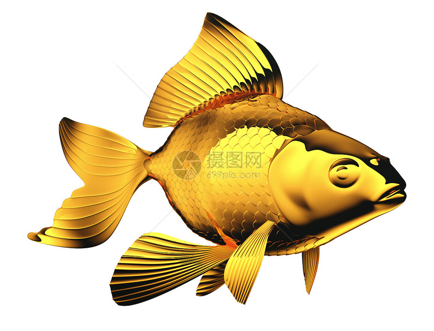 金鱼 有美丽的鳍和大小分离的金鱼图片