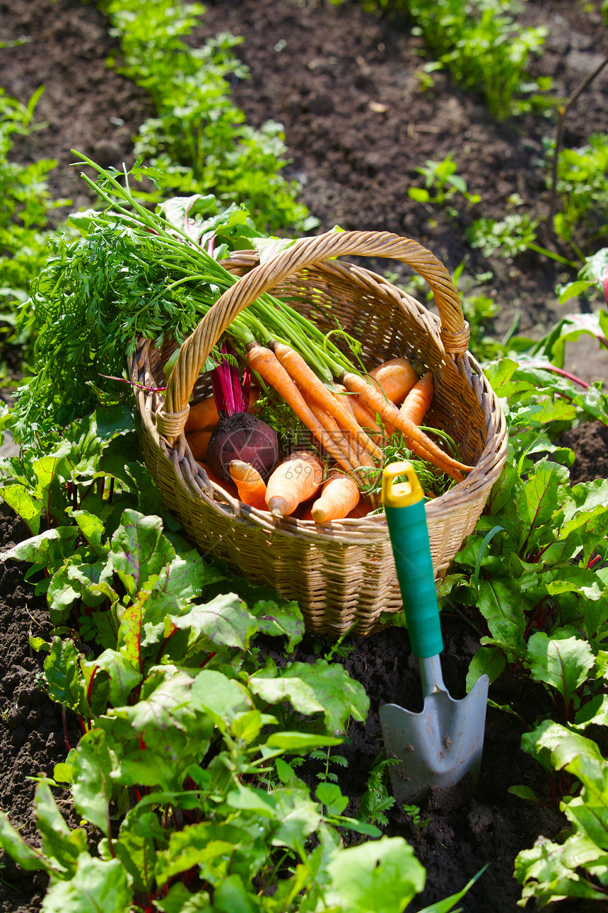 带胡萝卜的篮子叶子农场收成生产市场保健蔬菜卫生农业美食图片