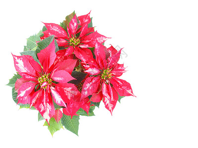 波因斯提亚圣诞星问候星星卡片晚报植物白色红色问候语背景图片