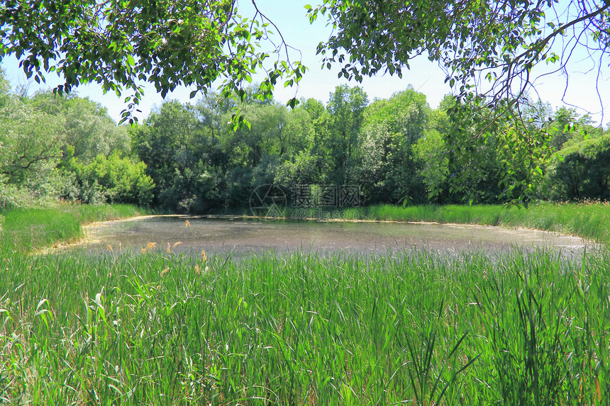带有湖泊和森林的夏月风景草本植物植物群植物草地衬套露水芦苇绿色叶子树叶图片