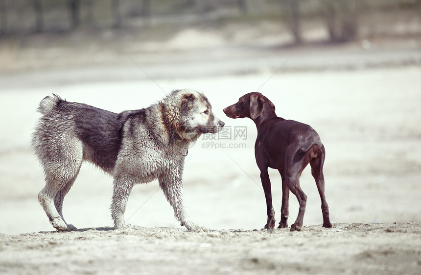 小狗牧羊犬捕食者男性动物绒毛乐趣猎犬狼狗友谊指针图片