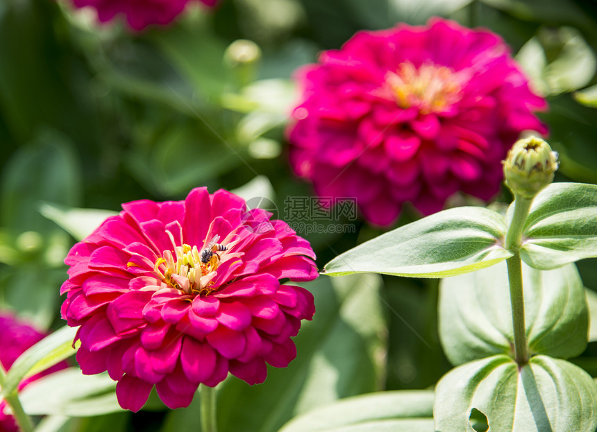 粉红色的雪贝拉花朵上的蜜蜂5图片