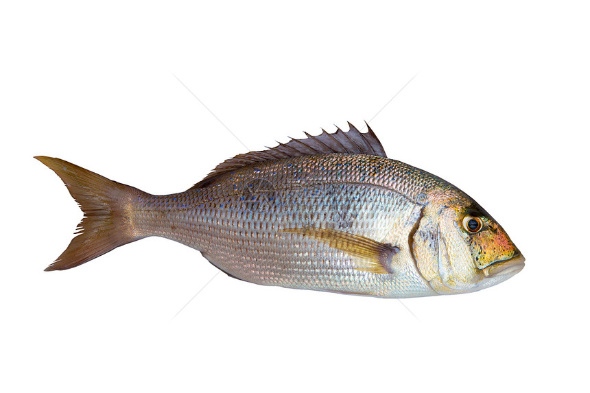 地中海沿岸的牙科牙科牙冻鱼沙里达e蓝色海鲜眼睛钓鱼海洋渔业娱乐市场旅行盐水图片