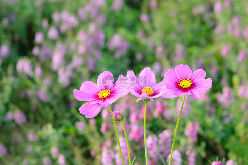 菊花花粉色植物雏菊植物群季节花瓣花束绿色叶子花园图片