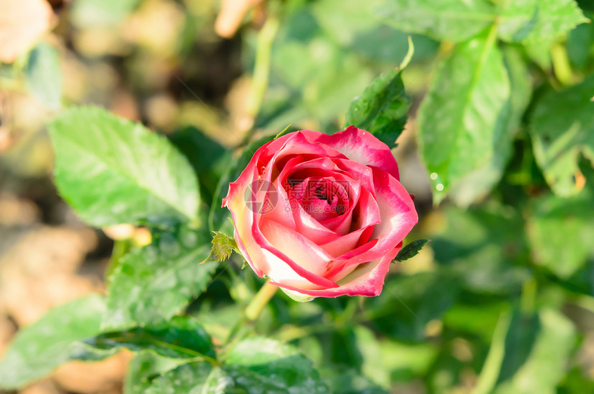 园里的花朵红色树叶花束兰花花园玫瑰花瓣绿色植物植物群图片