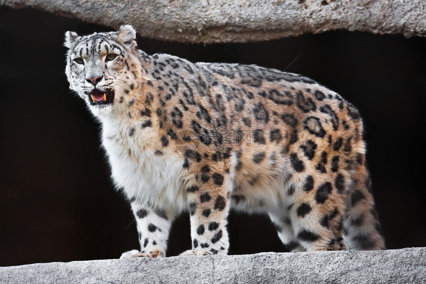 雪豹濒危荒野豹属捕食者斑点动物园猎人野生动物猫科白色图片