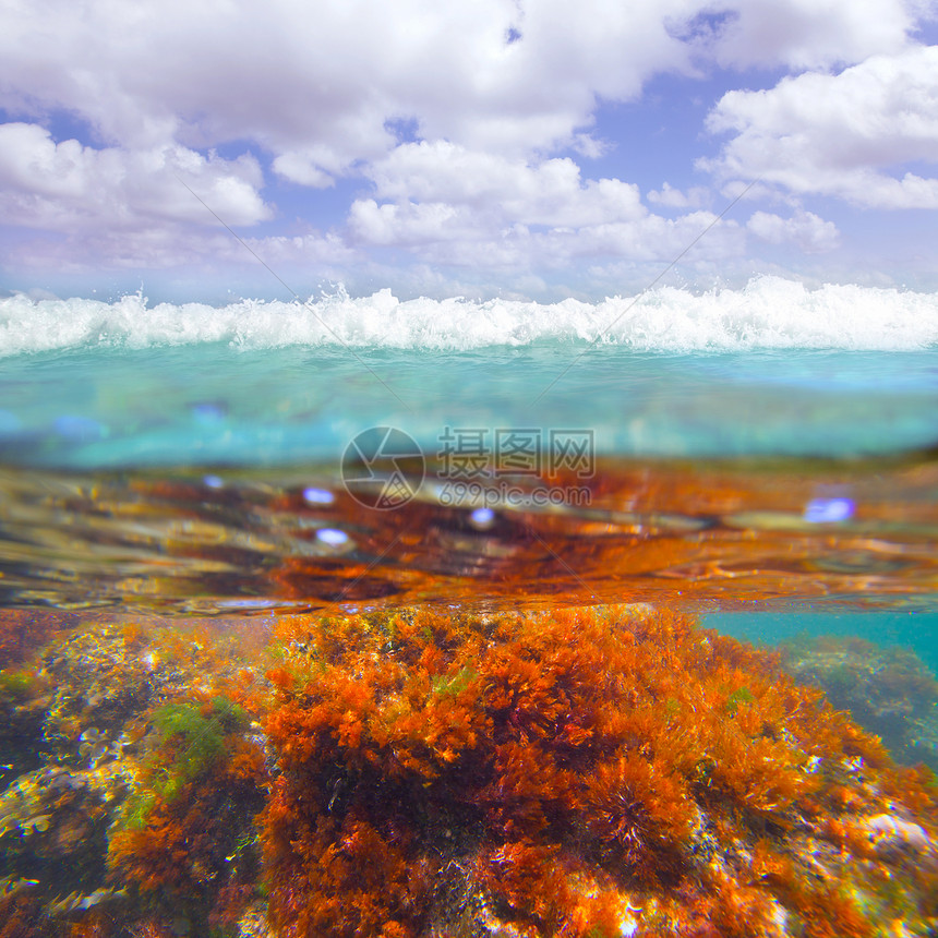 德尼亚贾韦亚地中海水下海藻植物浮游海器海岸海洋盐水海葵蓝色植物群杂草图片
