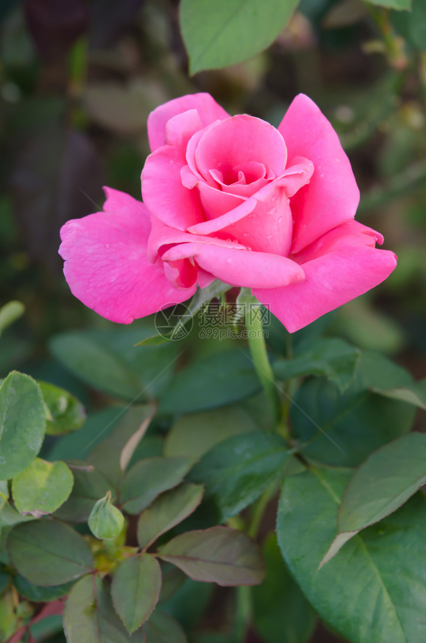 粉红花花花瓣植物学粉色树叶兰花玫瑰植物绿色花园植物群图片