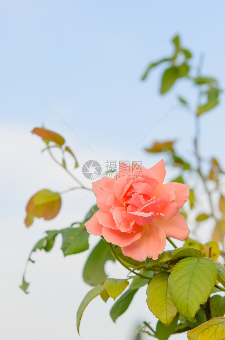 花朵花园叶子树叶玫瑰花束粉色植物学绿色兰花花瓣图片