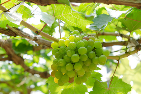 绿葡萄水果葡萄园叶子酒厂食物农场生长生产植物收成高清图片