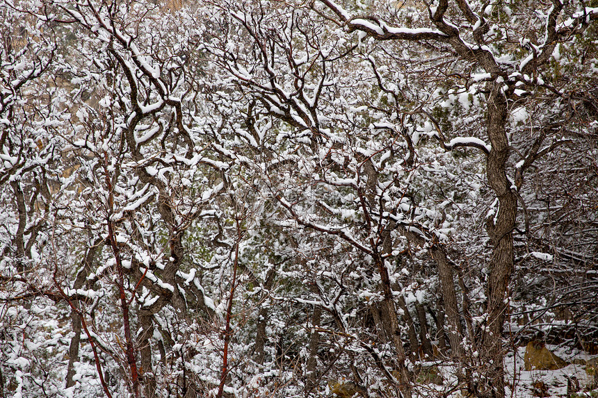 美国内华内华达州 春雪在树上风景顶峰高山悬崖远足树木假期首脑衬套地标图片
