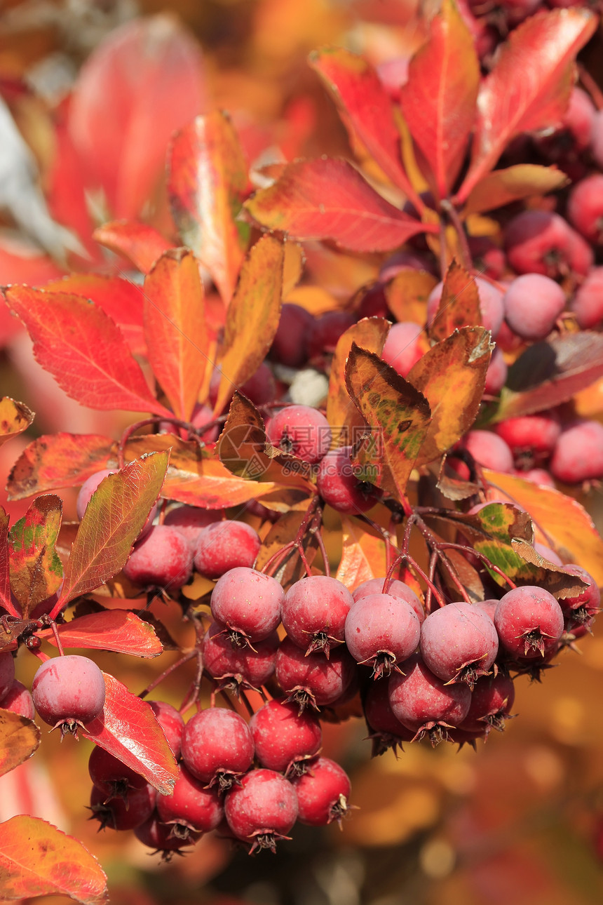 太平洋Crabapple树摩卢斯福斯卡水果树叶海棠红色褐色叶子宏观图片