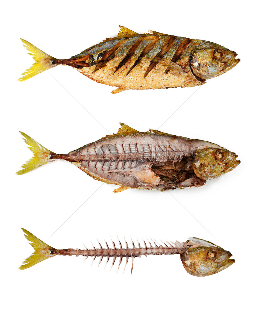 鱼类骨架海鲜熟鱼动物鱼骨食物鲭鱼白色图片