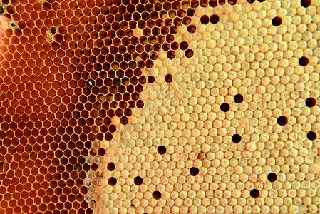 蜂窝六边形蜂蜜职业宏观飞行细胞幼虫食物昆虫韧性背景图片